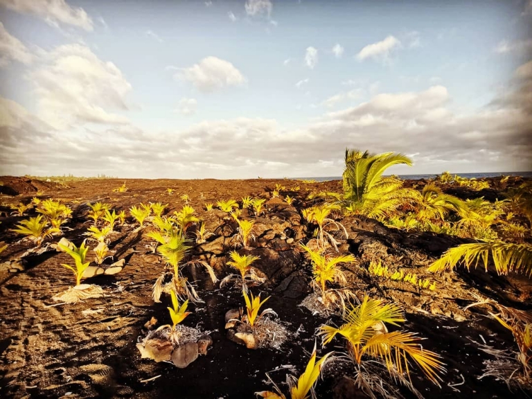 [Reisetagebuch Hawaii] Heute aus: Kalapana Lava Flow