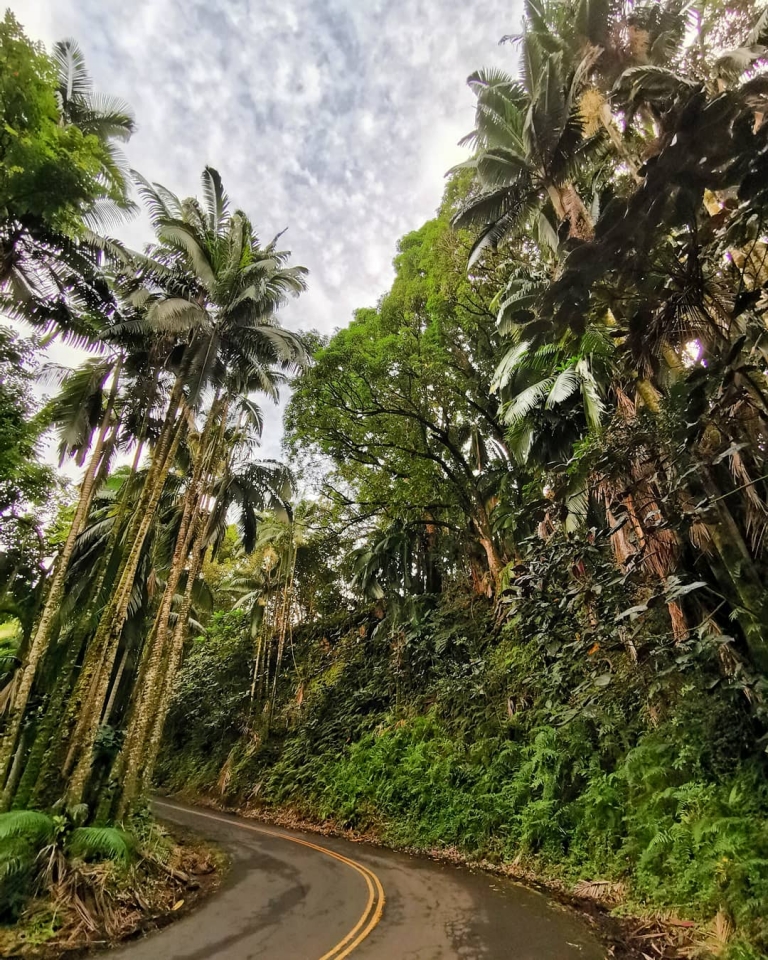 [Reisetagebuch Hawaii] Heute aus: onomea bay scenic route