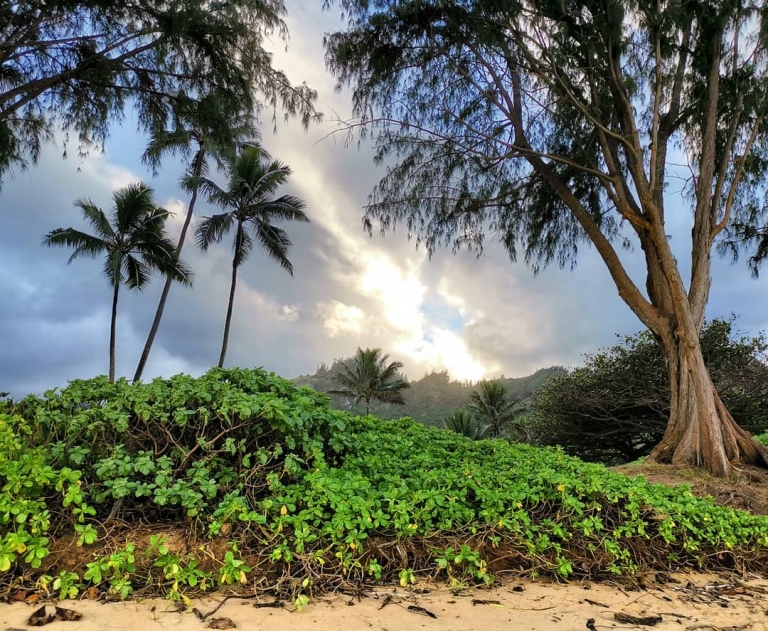 [Reisetagebuch Hawaii] Heute aus: Kokololio Beach Park