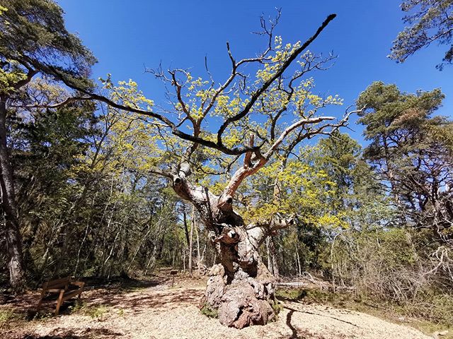 [Zur Zeit in]: Trollskogen