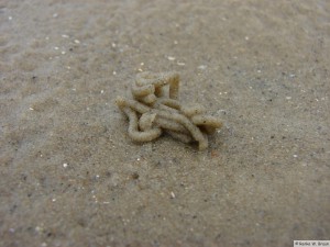 Insel Föhr - bei Nieblum          