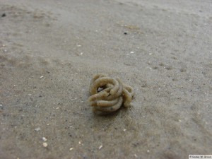 Insel Föhr - bei Nieblum          