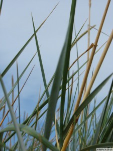 Insel Föhr - bei Nieblum          