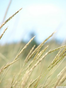 Insel Föhr - zwischen Goting und Nieblum          