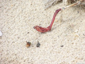 Insel Föhr - bei Goting   