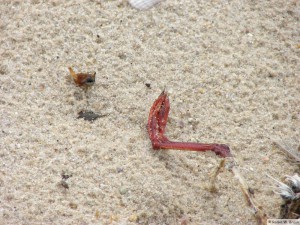 Insel Föhr - bei Goting   