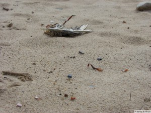 Insel Föhr - bei Goting   