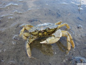 Insel Föhr - nördlicher Strand   