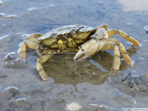 Insel Föhr - nördlicher Strand   