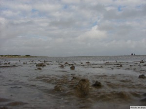 Insel Föhr - bei Nieblum   