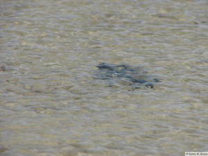 Insel Föhr - bei Nieblum  