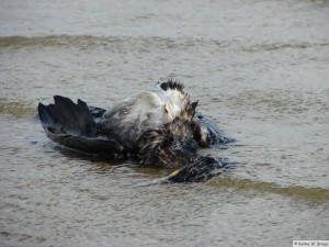 Insel Föhr - bei Nieblum  