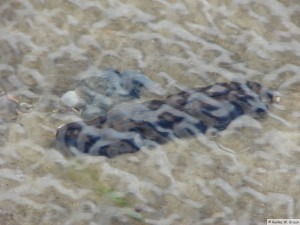 Insel Föhr - bei Nieblum  