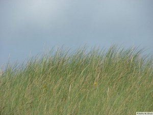 Insel Föhr - nahe Goting Kliff  