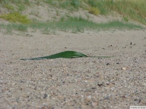 Insel Föhr - nahe Goting Kliff  