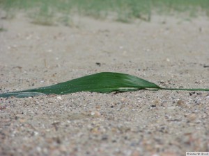 Insel Föhr - nahe Goting Kliff  