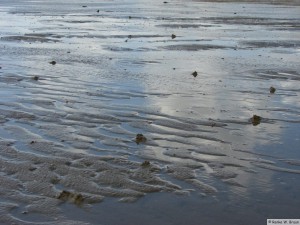 Insel Föhr - nahe Goting Kliff  