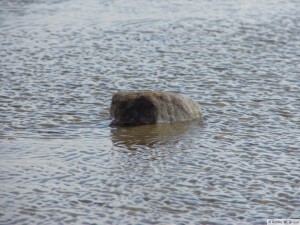 Insel Föhr - nahe Goting Kliff  