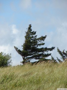 Insel Föhr - bei Nieblum  