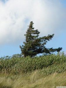 Insel Föhr - bei Nieblum  