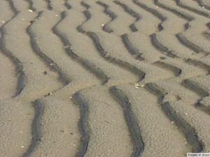 Insel Föhr - bei Nieblum  