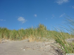 Insel Föhr - bei Nieblum  