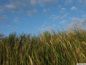 Insel Föhr - Utersum  