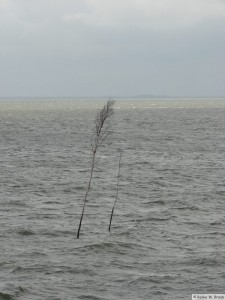 Nordsee - bei Dagebüll  