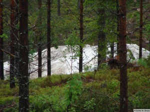 Dalarna/Björnpark Grönklitt  