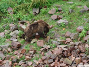 Dalarna/Björnpark Grönklitt  