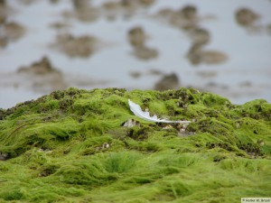 Föhr   