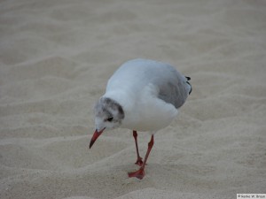 Föhr   