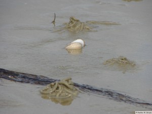 Föhr   