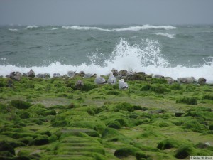 Westerand auf Sylt   