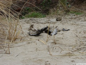 Insel Föhr/Hedehusum    