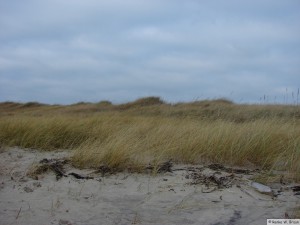 Föhr / zw. Hedehusum - Utersum    