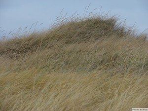 Föhr / zw. Hedehusum - Utersum    