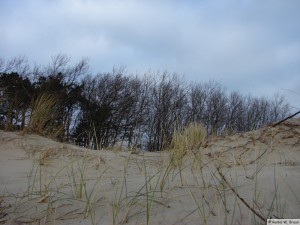 Föhr / zw. Hedehusum - Utersum    