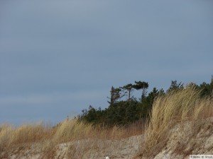 Föhr / Utersum    