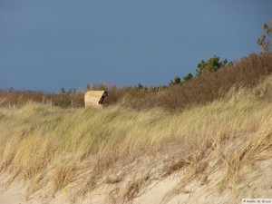 Föhr / Utersum    