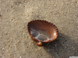 Föhr / Nieblum   