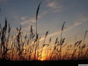 Föhr / Midlum   