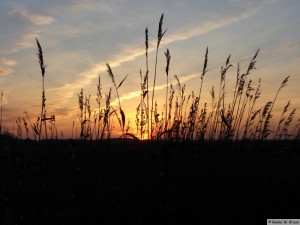 Föhr / Midlum   