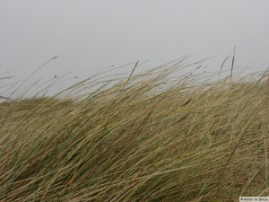 Föhr - zw. Goting - Borgsum   