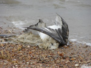 Föhr - zw. Goting - Borgsum   