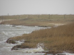 Föhr - zw. Goting - Borgsum   