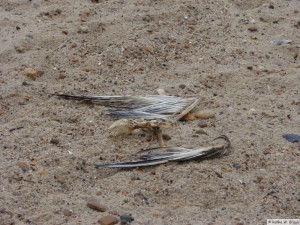 Föhr - zw. Goting - Borgsum   