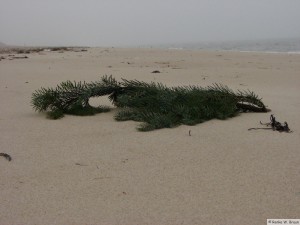 Föhr - nahe Goting Kliff   