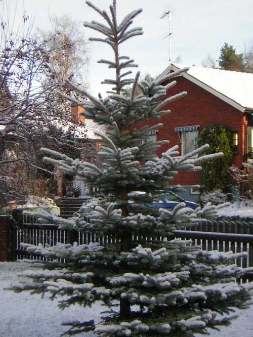 8/11/2007 - på väg till högskolan (Falun), 2