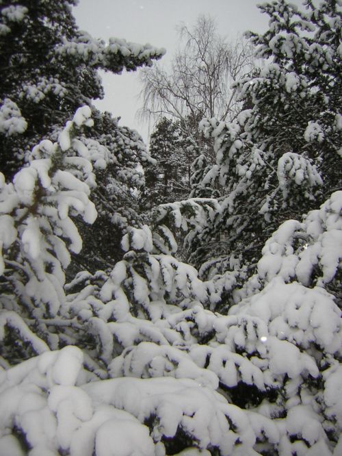 01/12/2007 på väg till Högskolan (Britsen-Hästberg-Lugnetområdet), bild nio